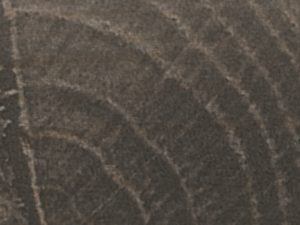 Сосна Пасадена Q1486 STRO